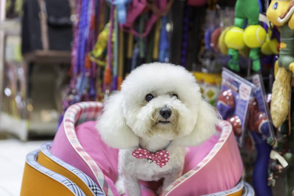Pet Shop Owner's Duties & Obligations - IndiaFilings
