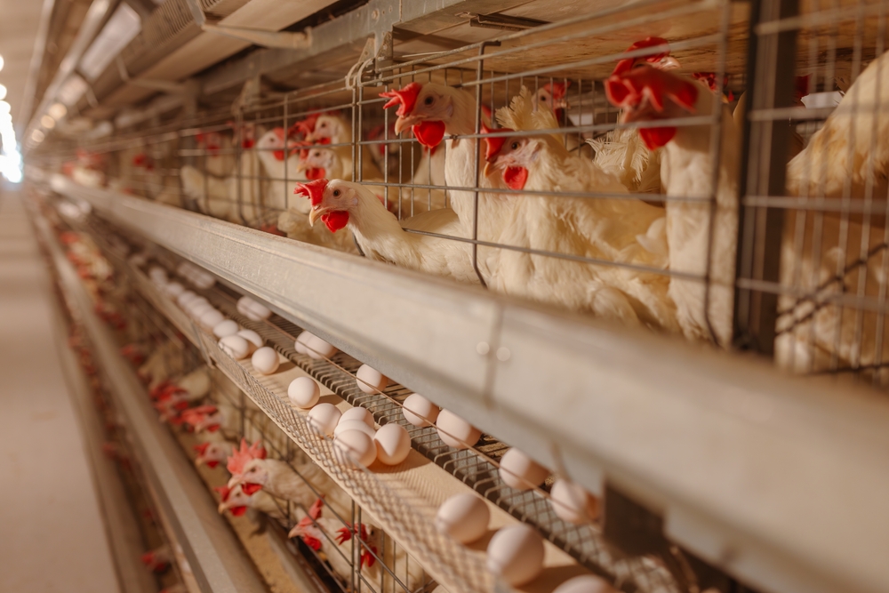 Poultry Farming Business Plan - Comprehensive Guide